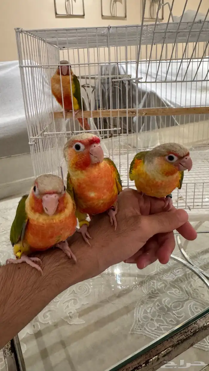 للبيع فروخ سينامون رد فاكتور 0