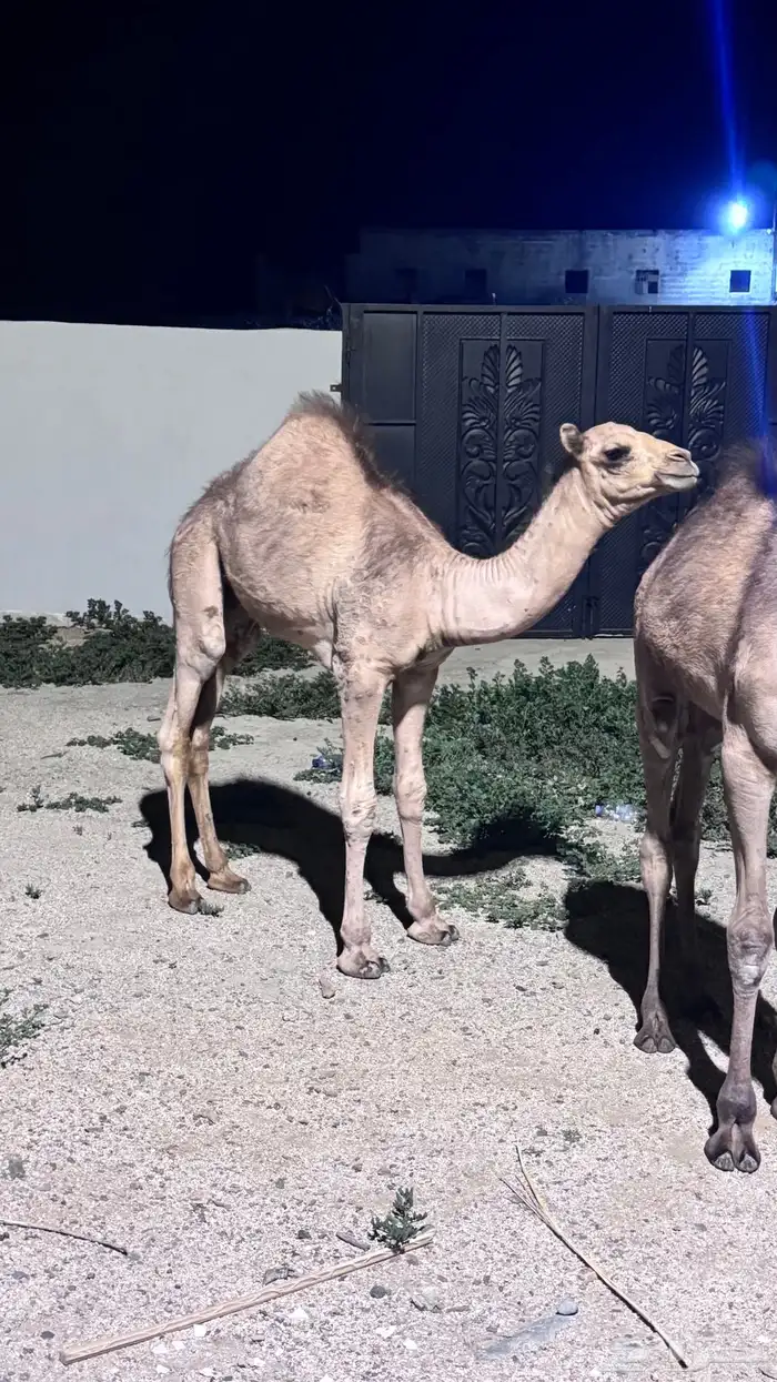 حشوان 0