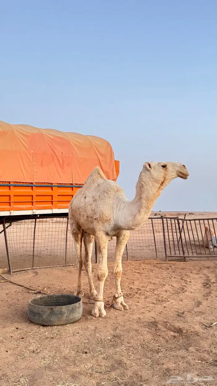 قعود اوضح للبيع العمر من 3 سنين الى 4 1