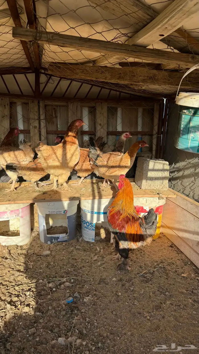 للبيع دجاج براهما 0