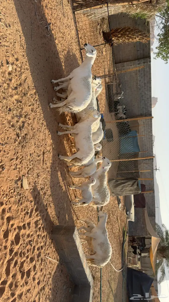 غنم حرش طيبه 4