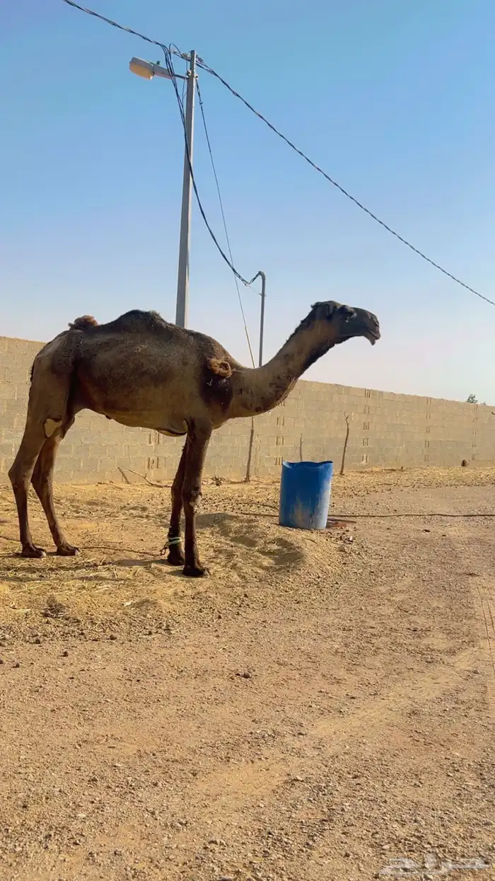 قعود فحل للبيع 1