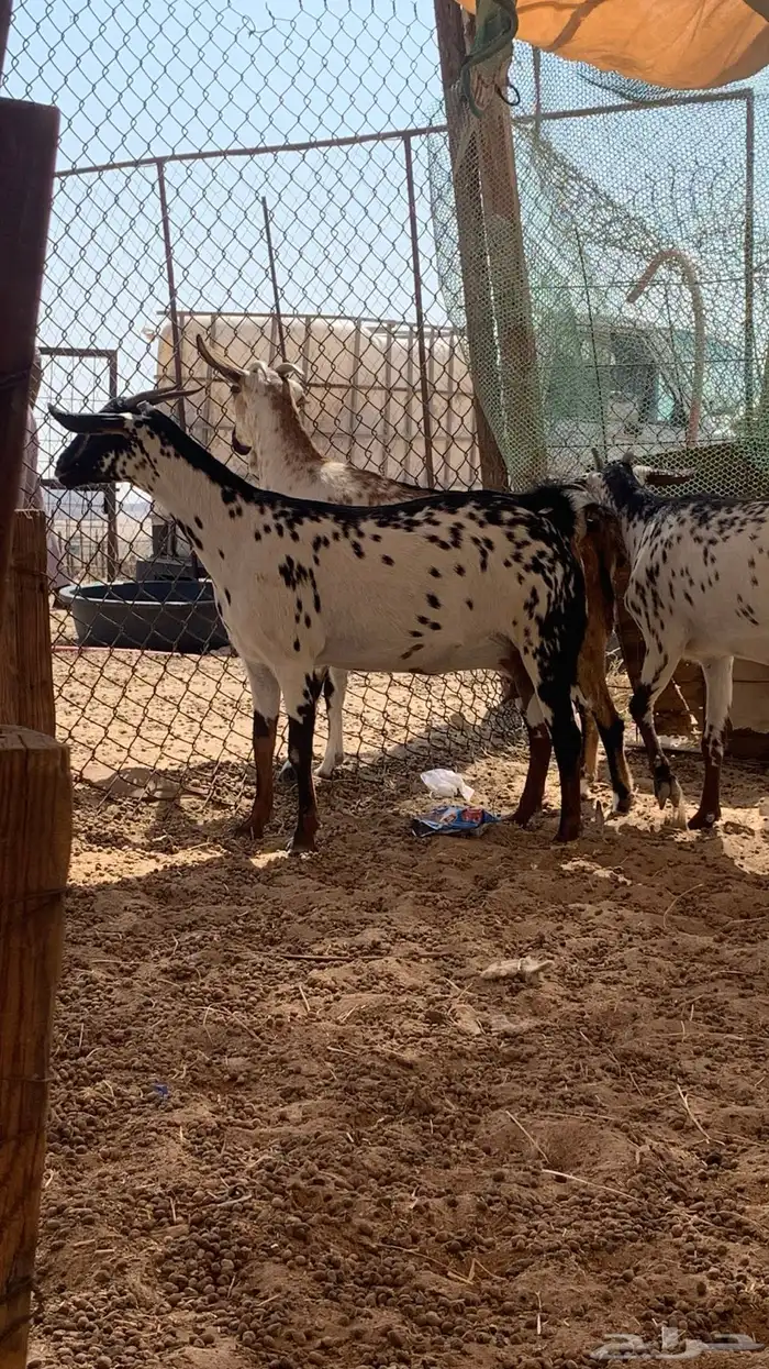 معزا دفيع على سونار 2
