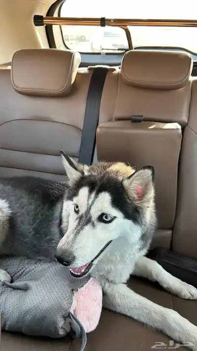 انثى هاسكي العمر 7 شهور index