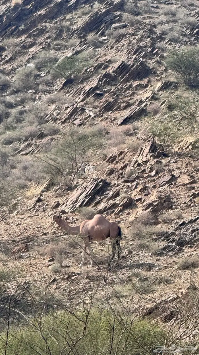 أبل عوادي واوارك العدد34 3