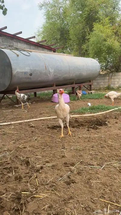 دجاج باكستاني تب 0