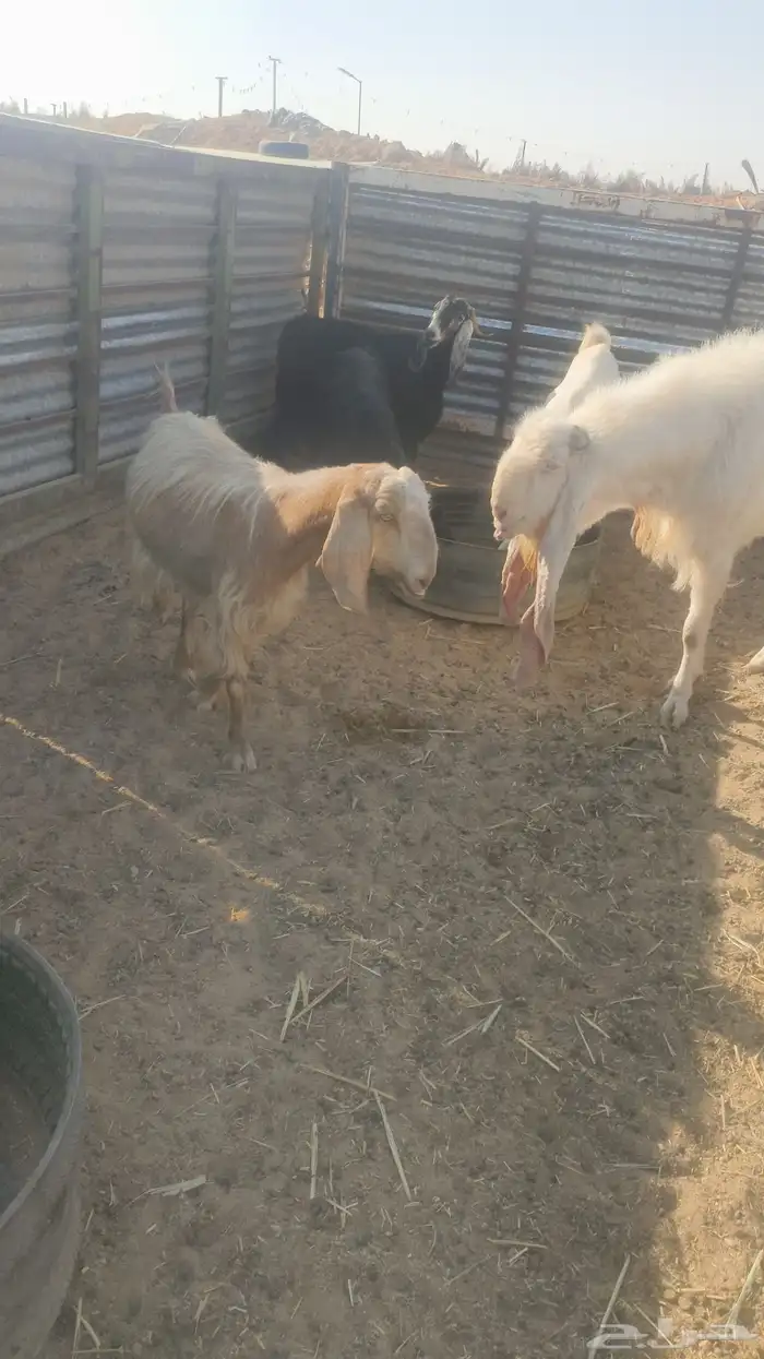 معزاء عوارض دفيع 1