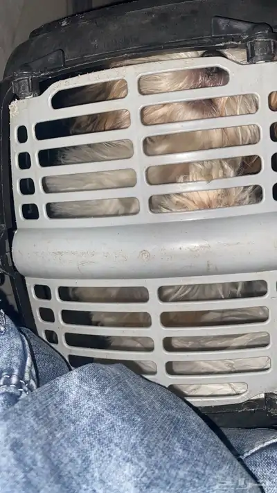 شيه تزو  ( index