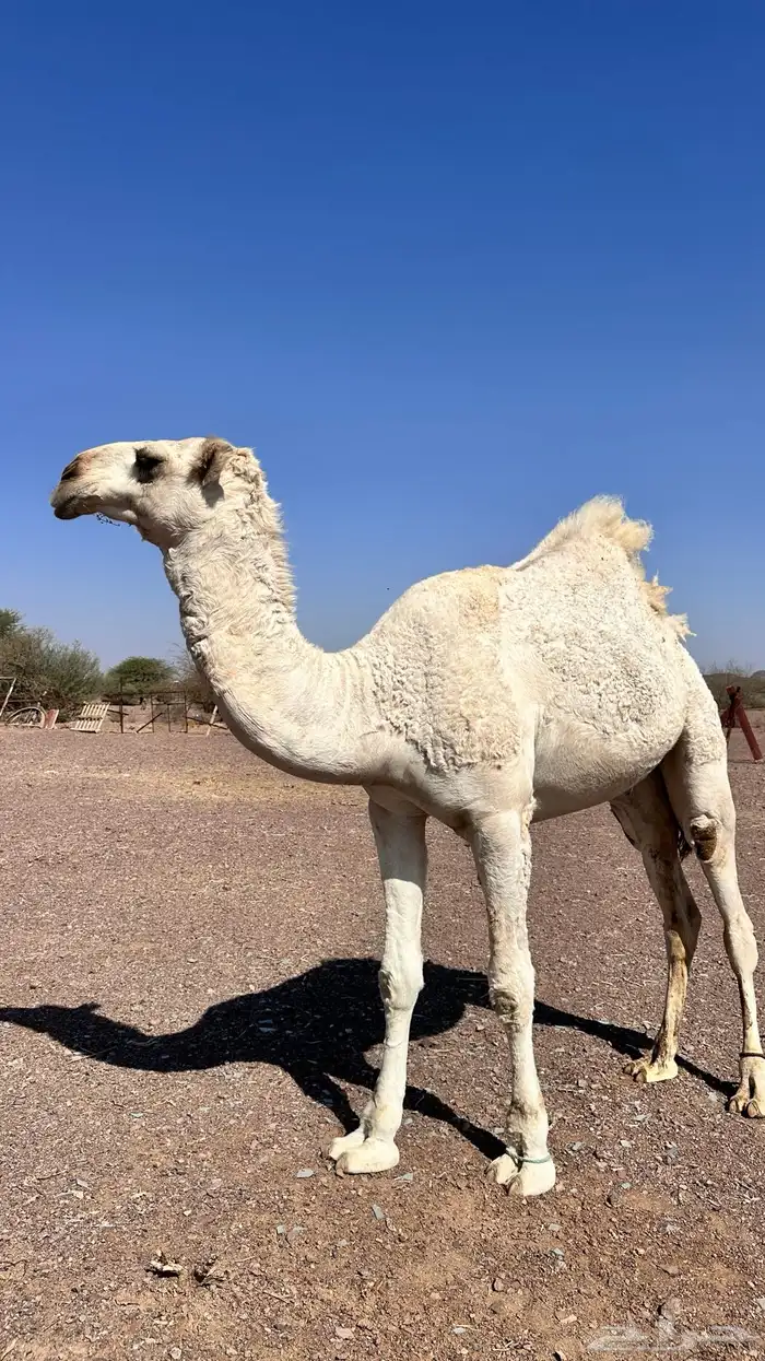 قعود للبيع طيب 4