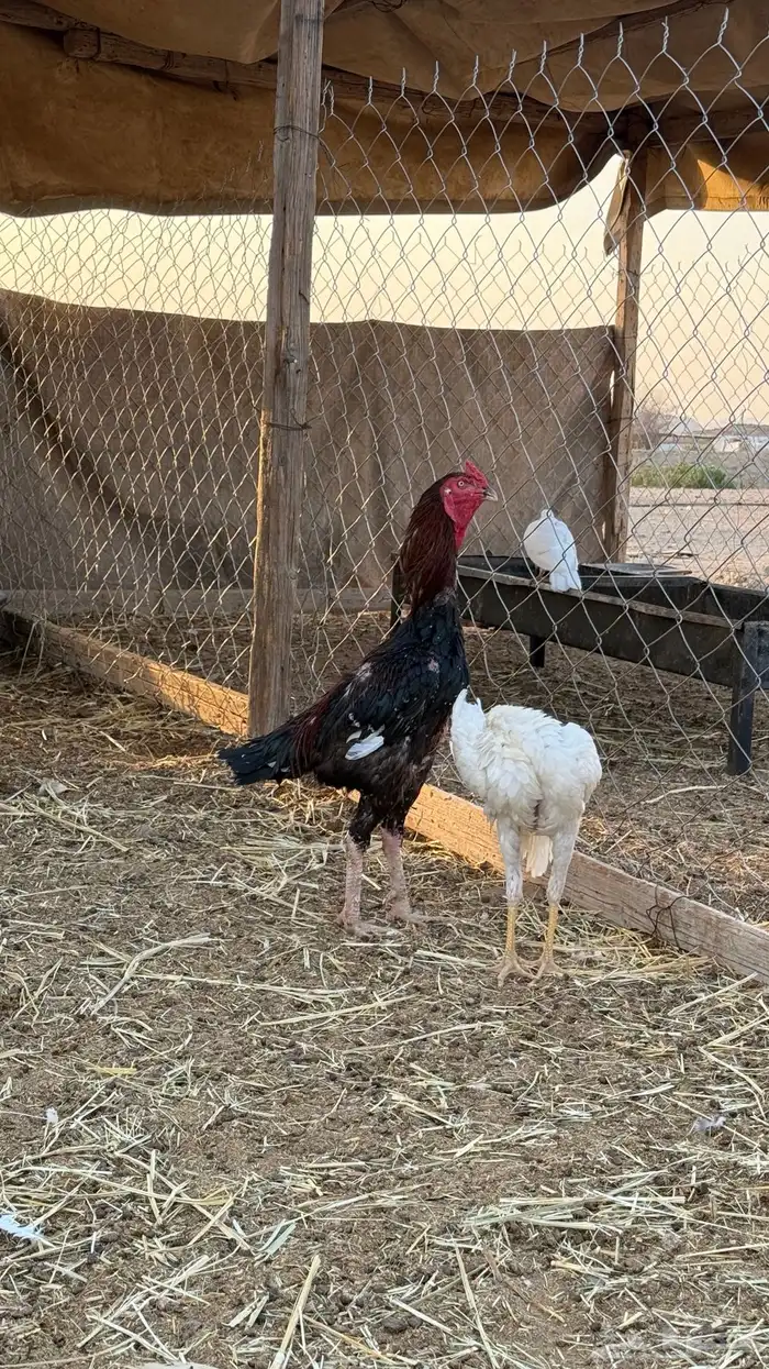 ديك سندي بيور 1