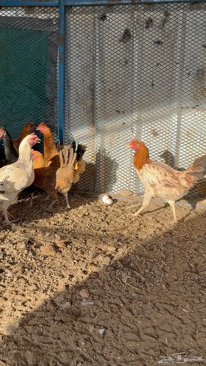 دجاج بياض 0
