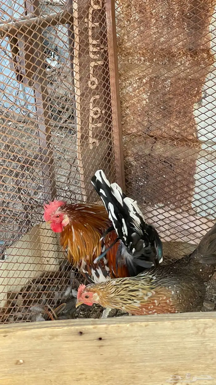 دجاج عربي ماكنتوش 3