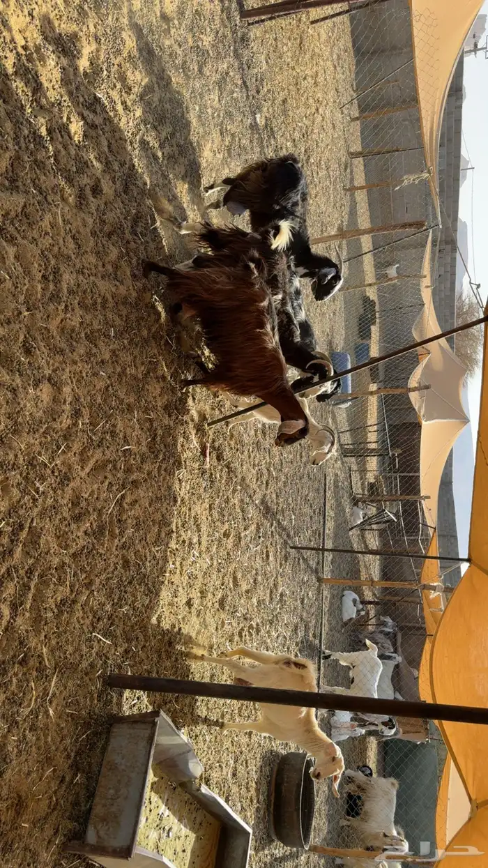 معزى حليب مشروط صبح ومساء 6