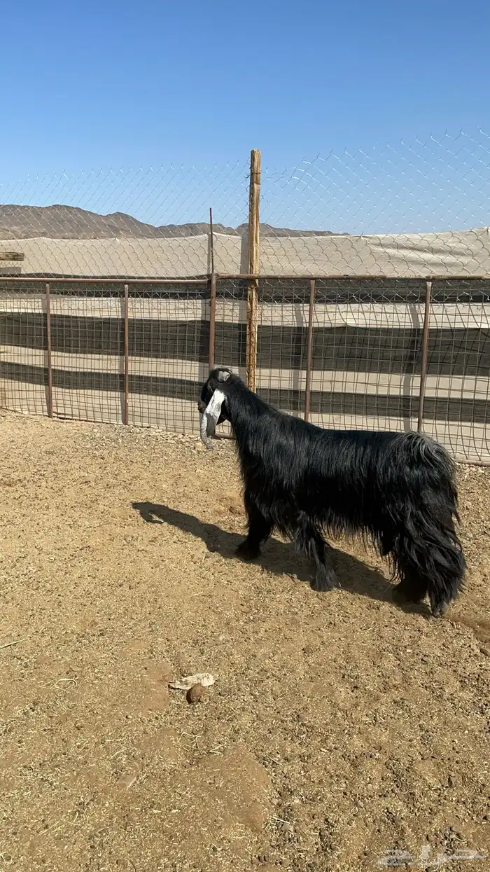 تيس عارضي فحل فاخر(تم البيع) 6