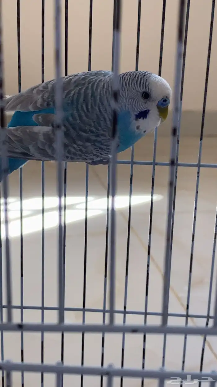 بادجي للبيع 2