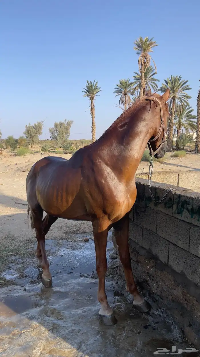 حصان للبيع 0