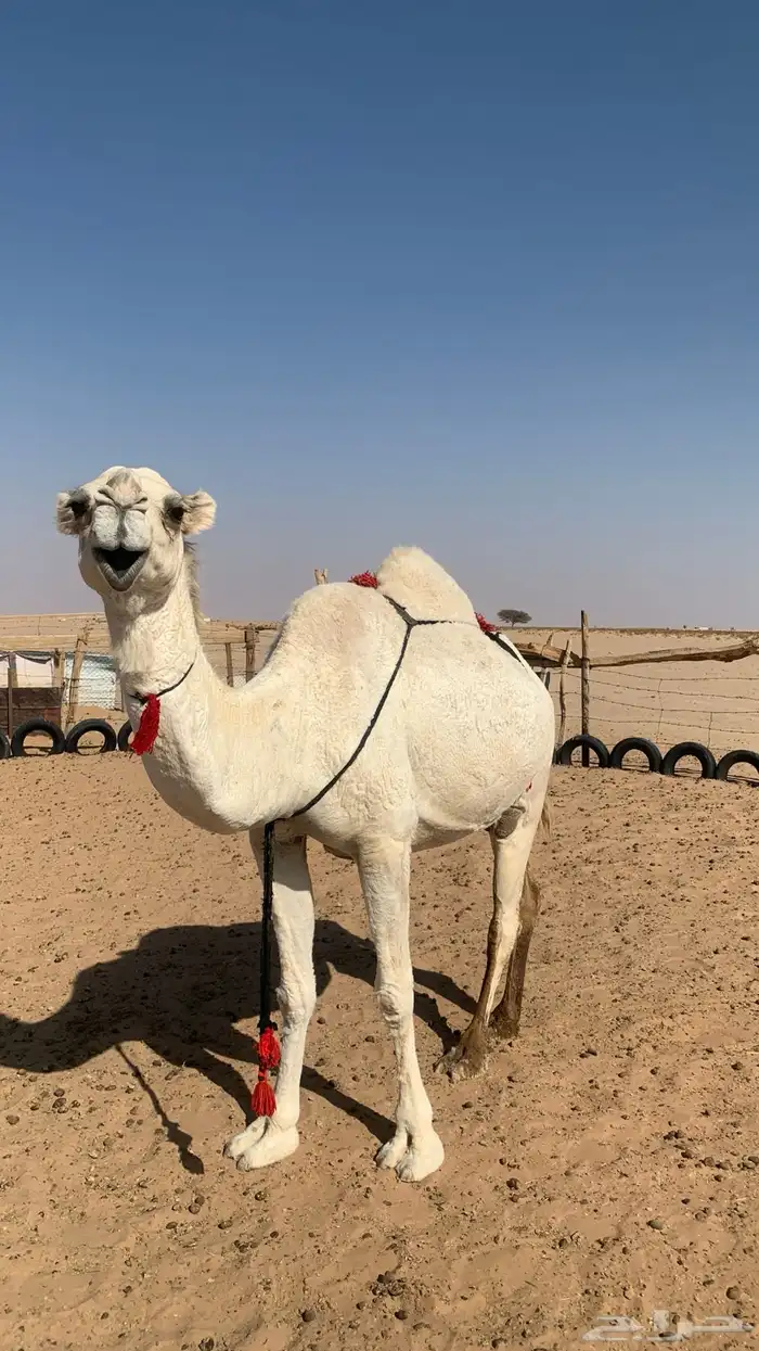 لقحه وضحا سنافيه 3