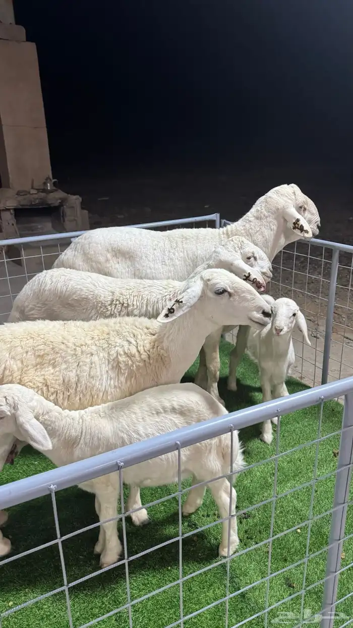 عرض الفحل ونتاجه 21