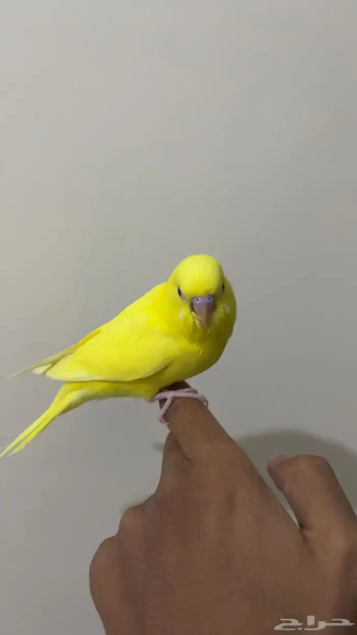 فرخ بادجي لاتينو ( تم البيع ) 2