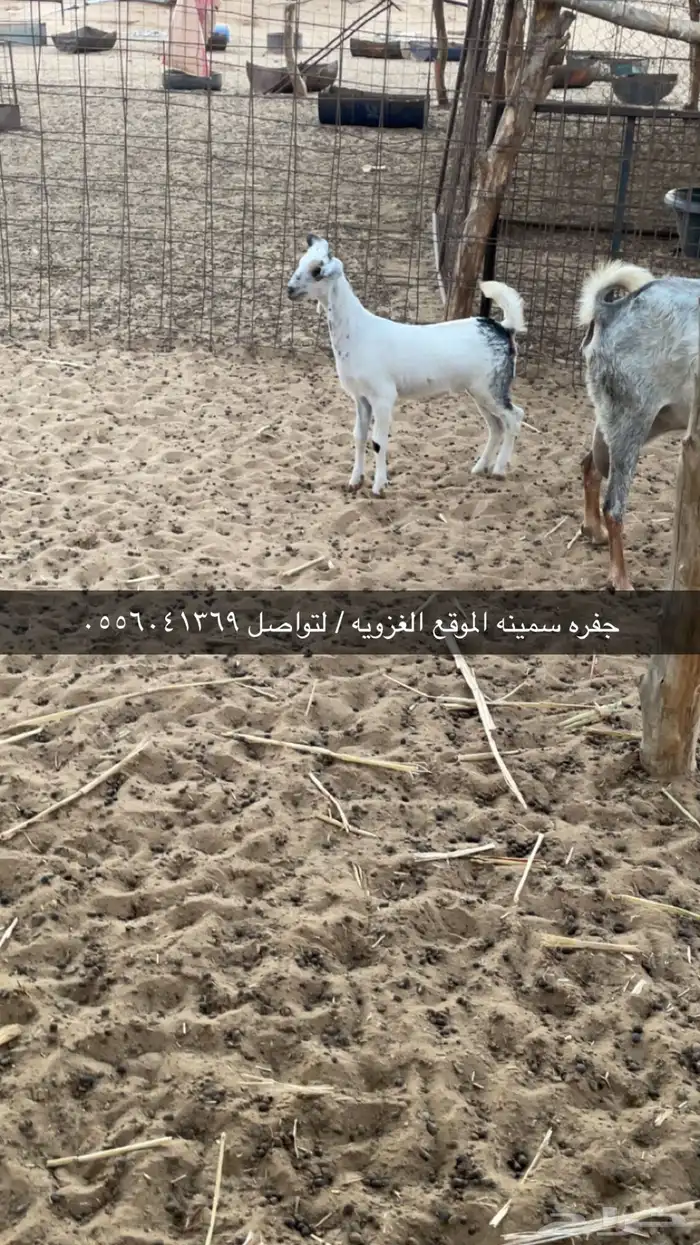 جفره سمينه   قعود ساحلي سمين لباني الموقع القنفذه 0