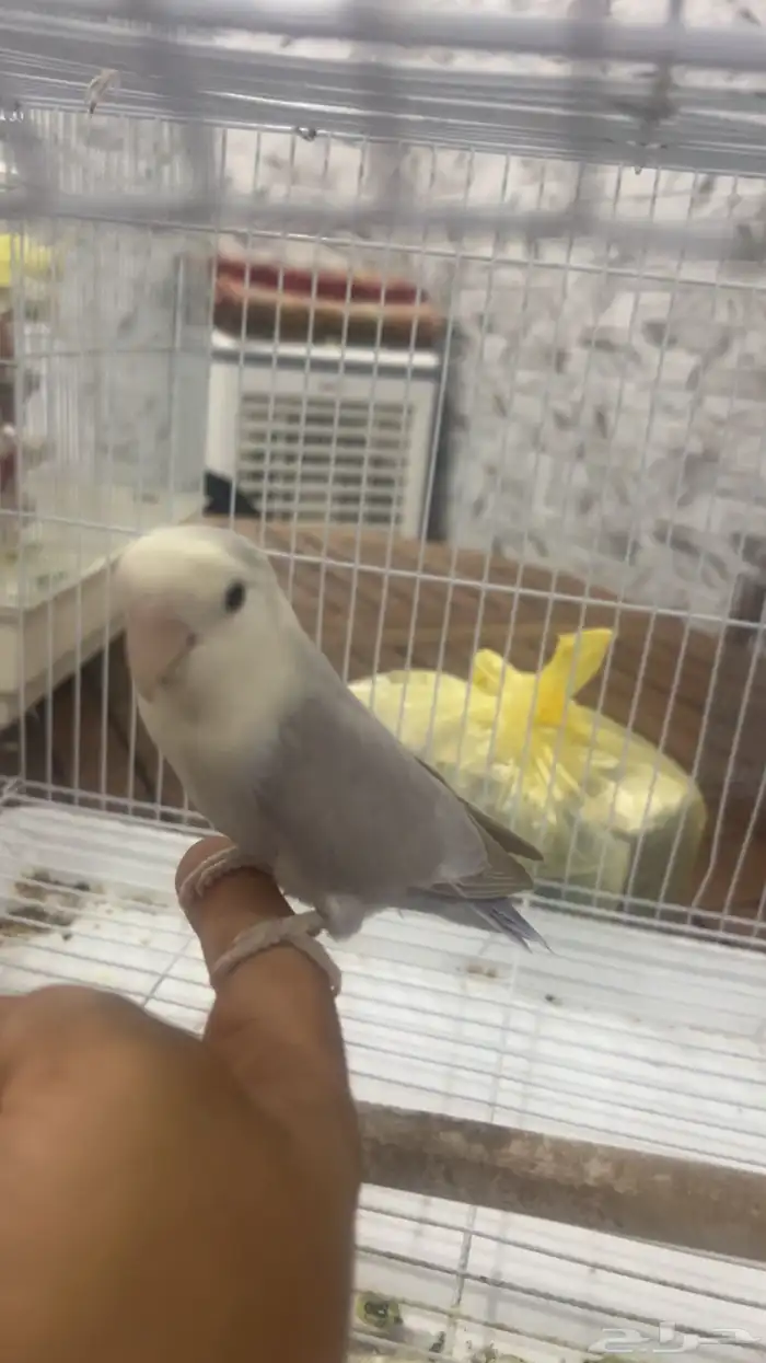 للبيع روز اليف الي توقف عليه سومه نصيبه 0