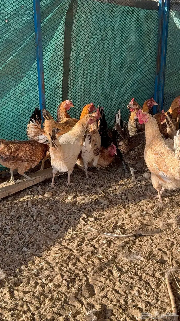 دجاج بياض 2