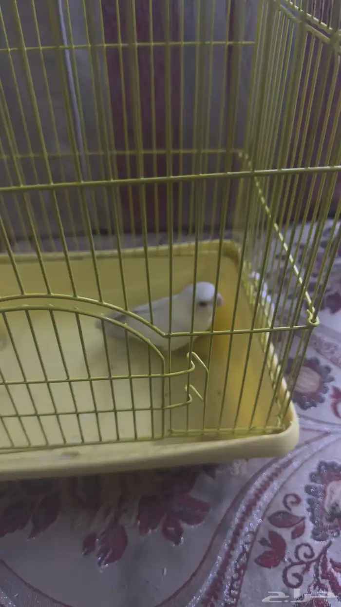 روز البينو 1