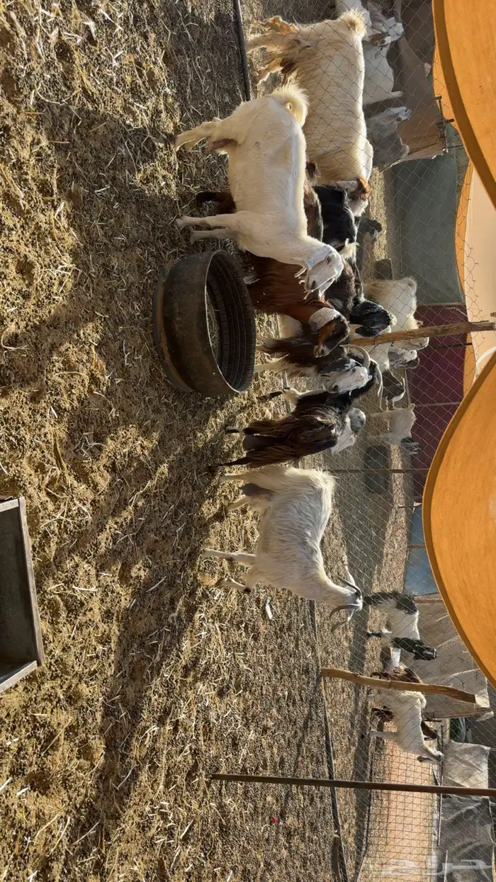 معزى حليب مشروط صبح ومساء 4