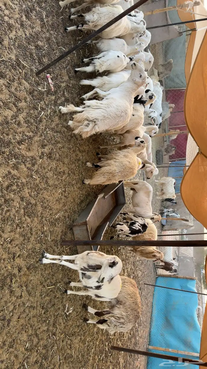 غنم حصيب ودفيع 0