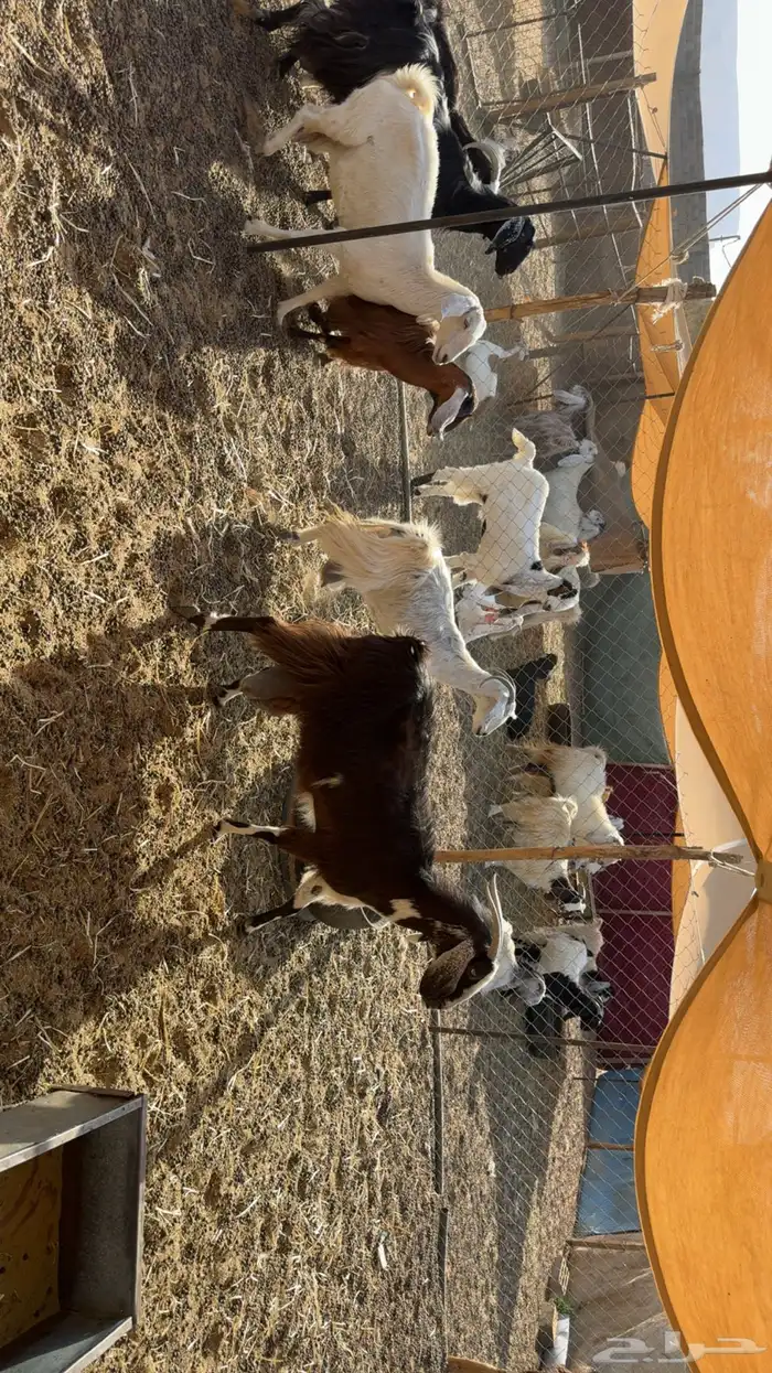 معزى حليب مشروط صبح ومساء 5