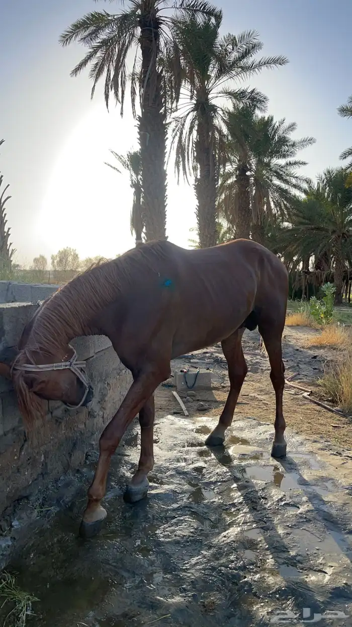حصان للبيع 3