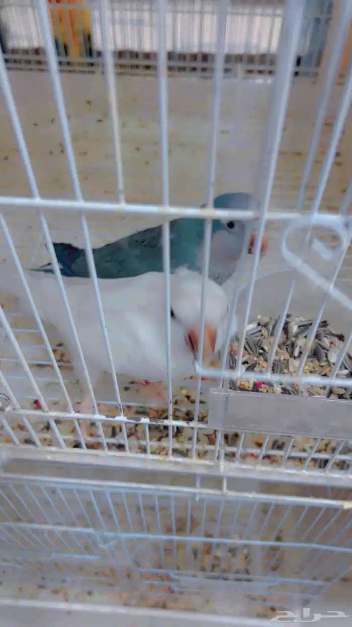 زوج كويكر مع فروخه 0