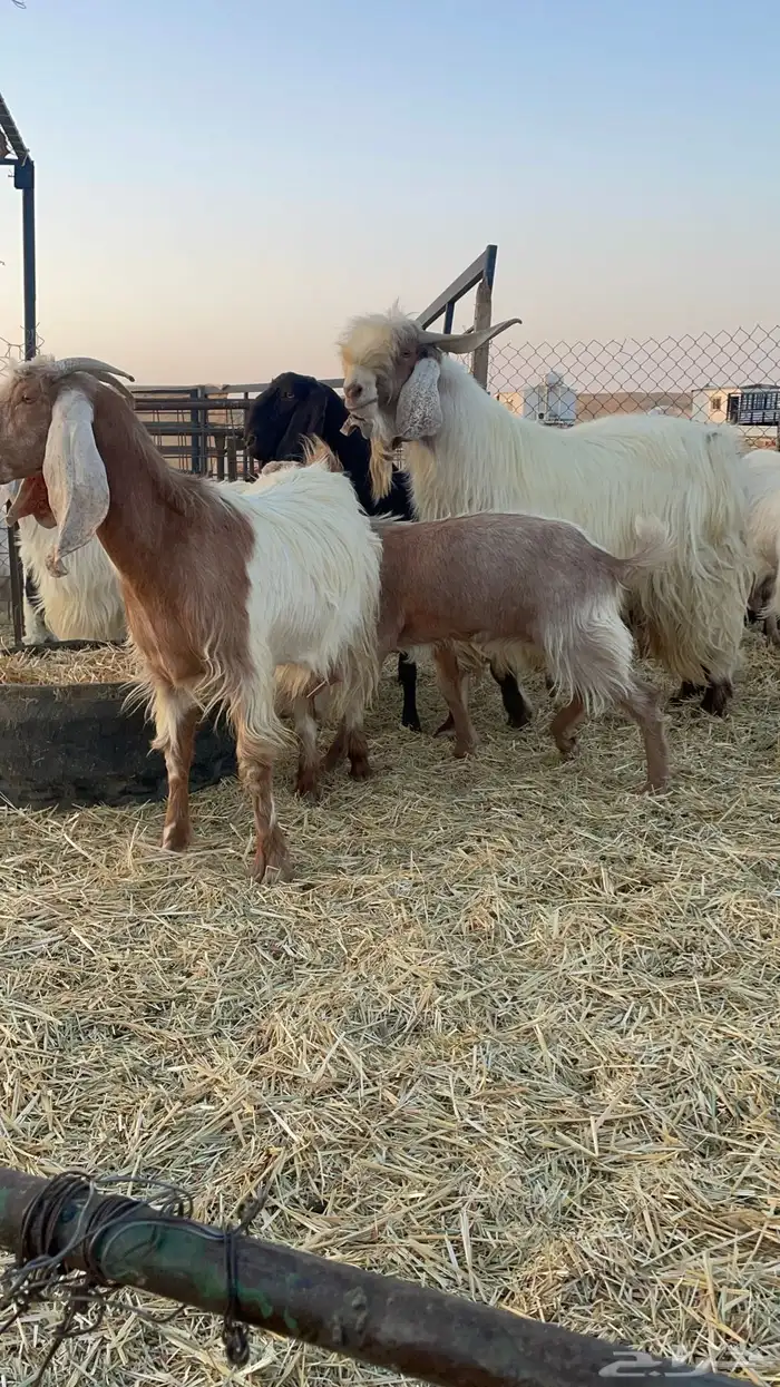 معزا مشاريك 5