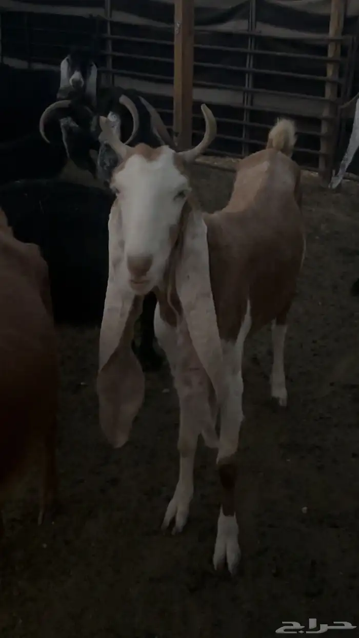 معزا هولنديه 3