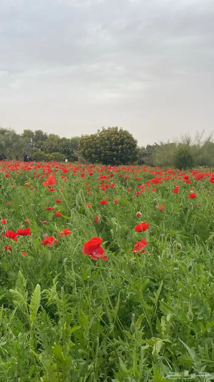 مشوار من الرياض الى نجران 0