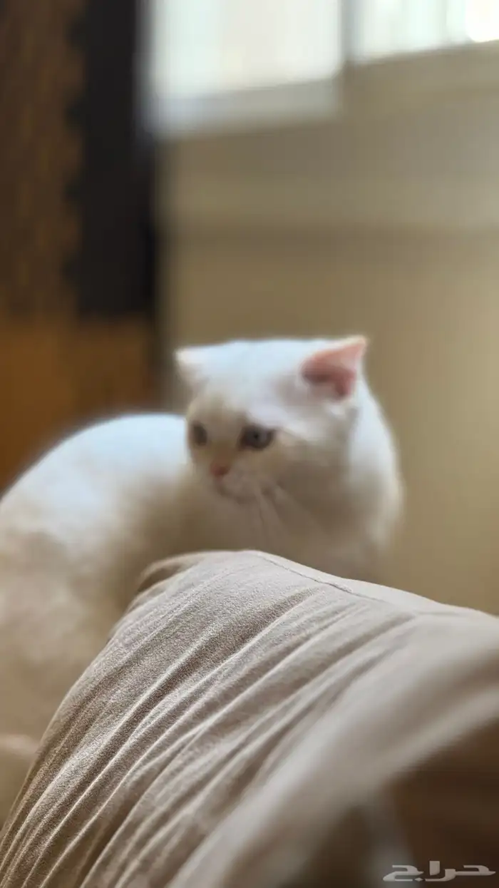 سكوتش فولد ابيض 4