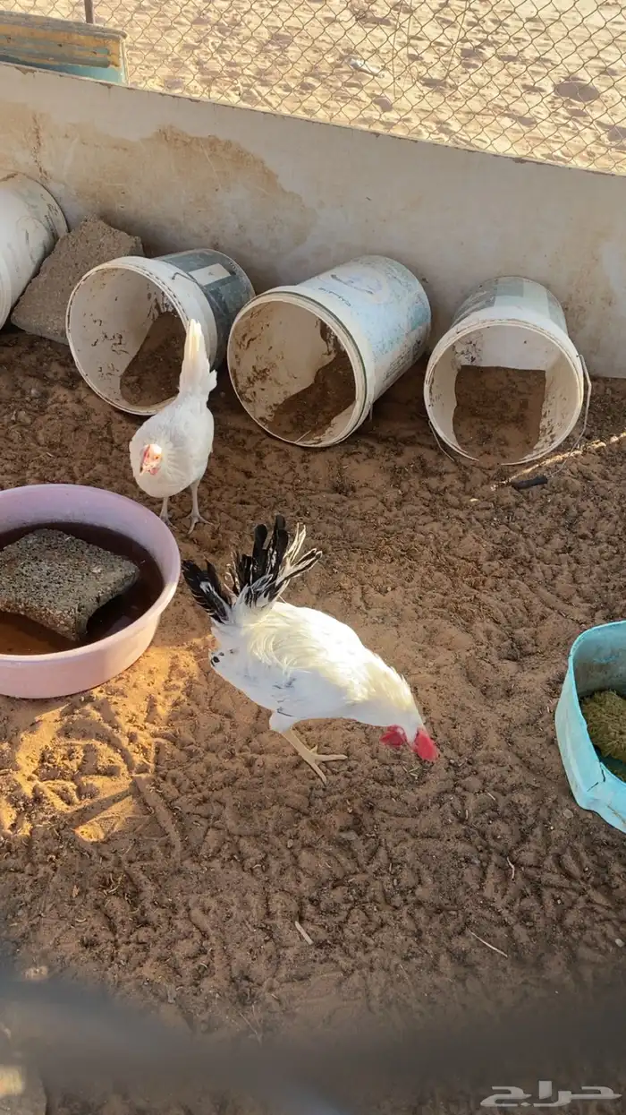 دجاج 2