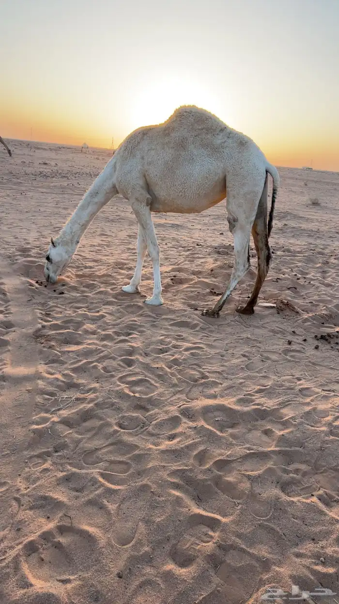 للبيع ثلاث بكار حقايق 2