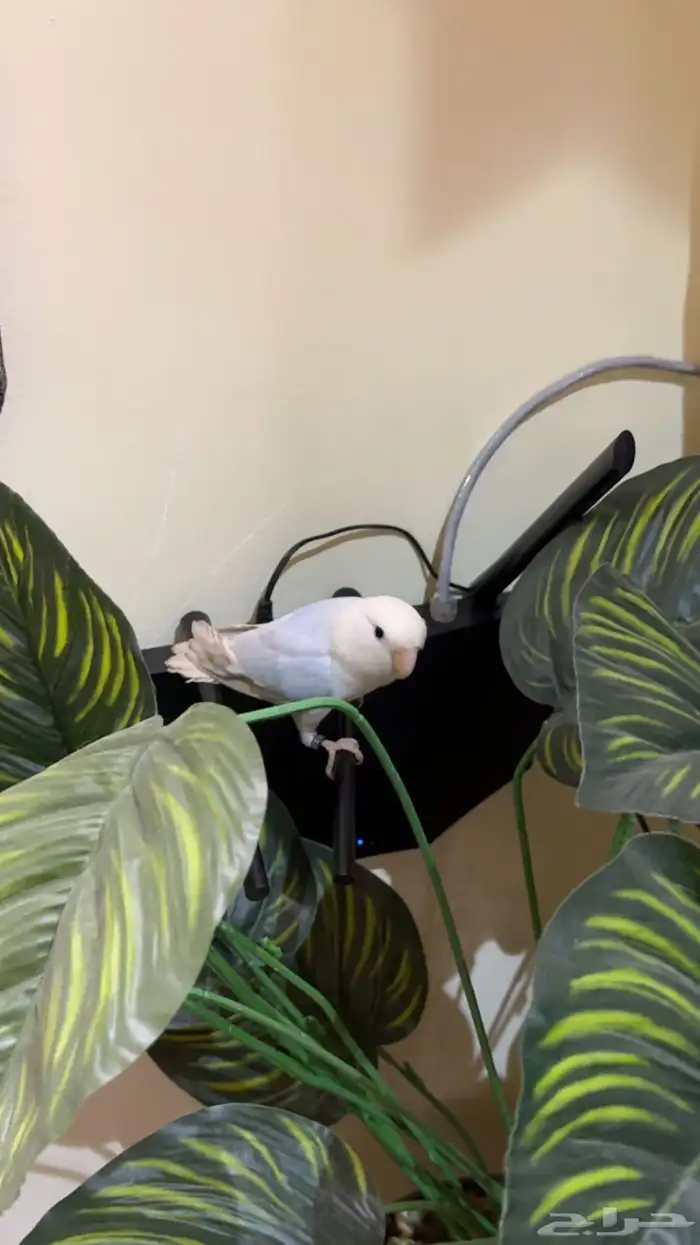 روز اليف البيع مستعجل والسعر مناسب جدا 3