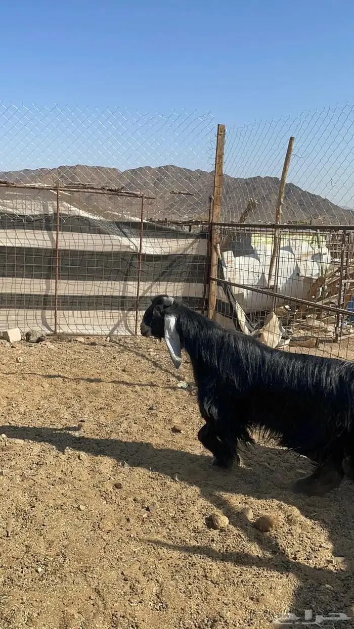 تيس عارضي فحل فاخر(تم البيع) 5