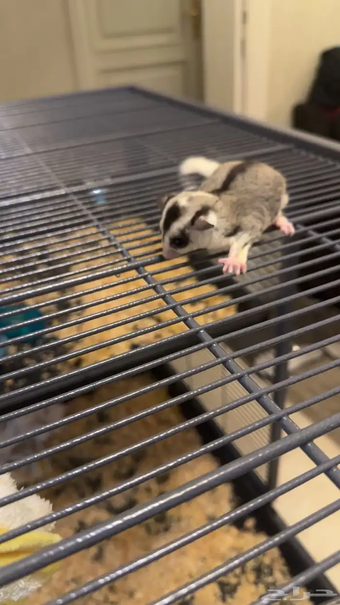 شوقر قلايدر موزاييك 1