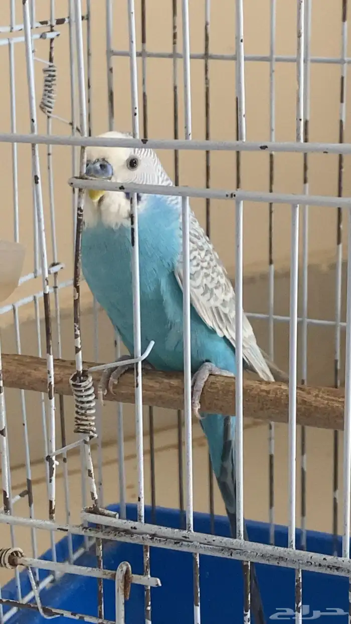 بادجي للبيع 5