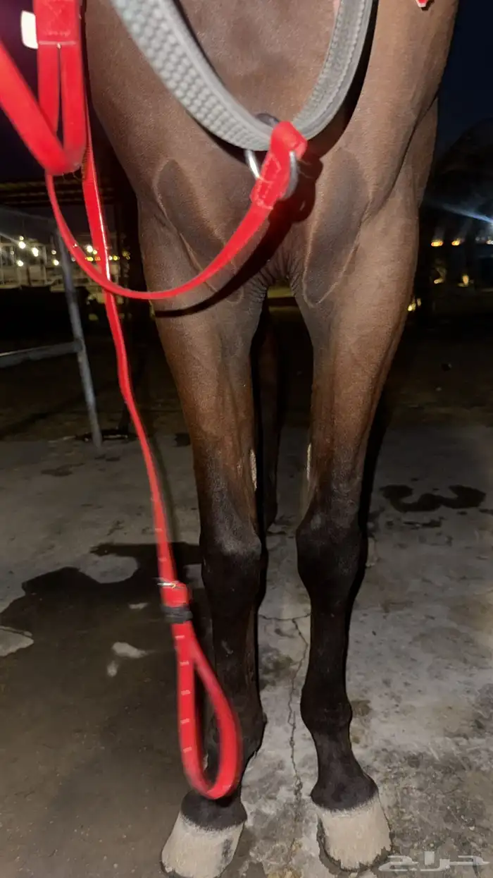 حصان شعبي خيل 3