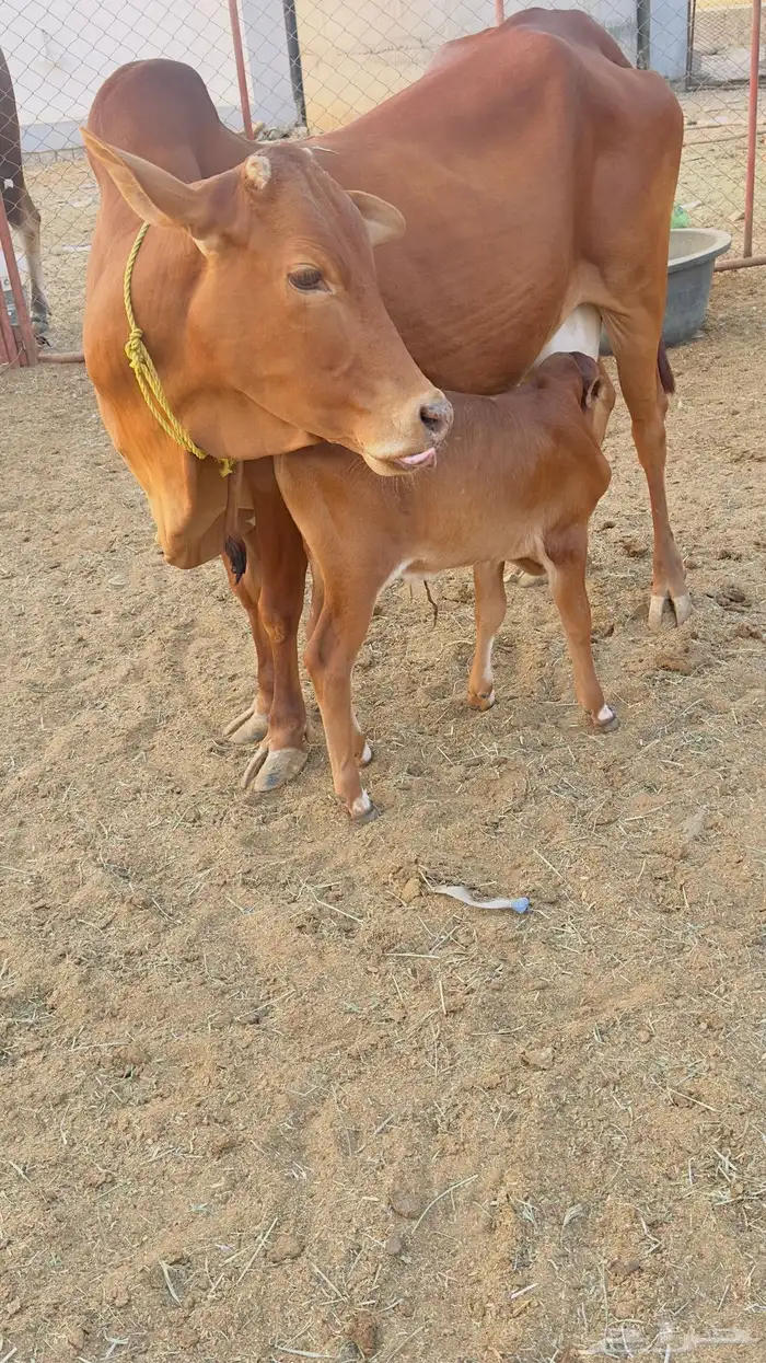 قلوه شعب الشامي 0