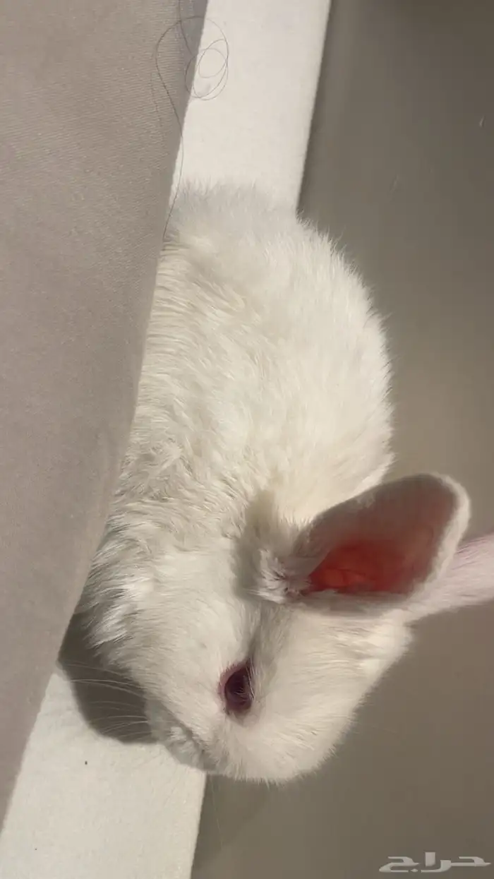 ارنب 0