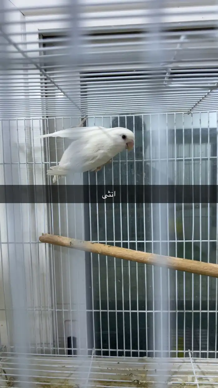 جوز روز جاهز ومنتج 0