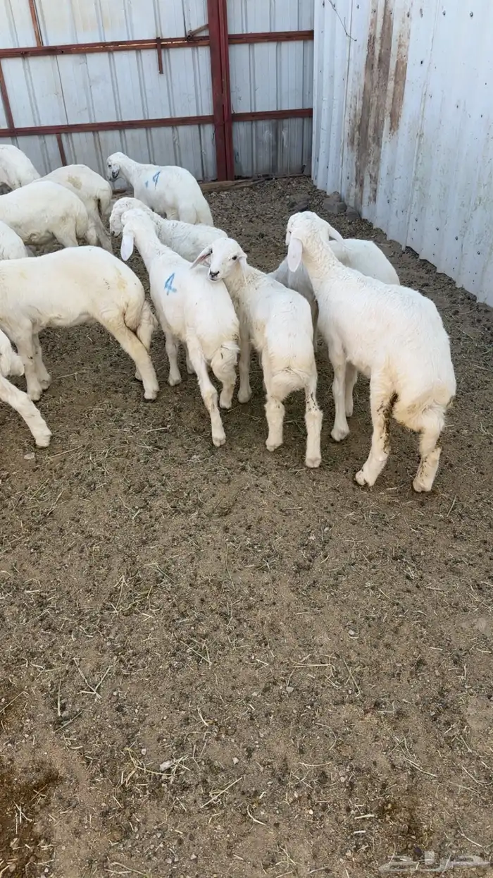 بهم تربيه 0