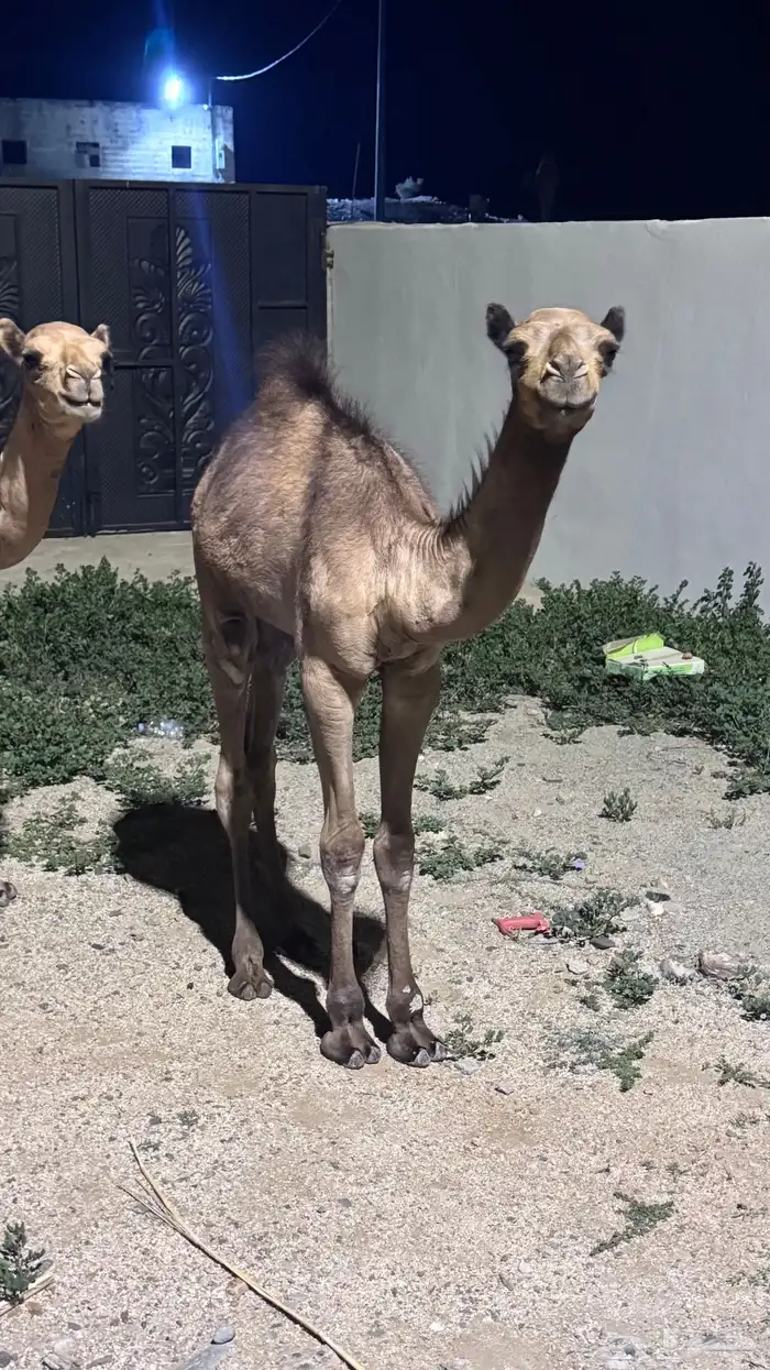 حشوان 2