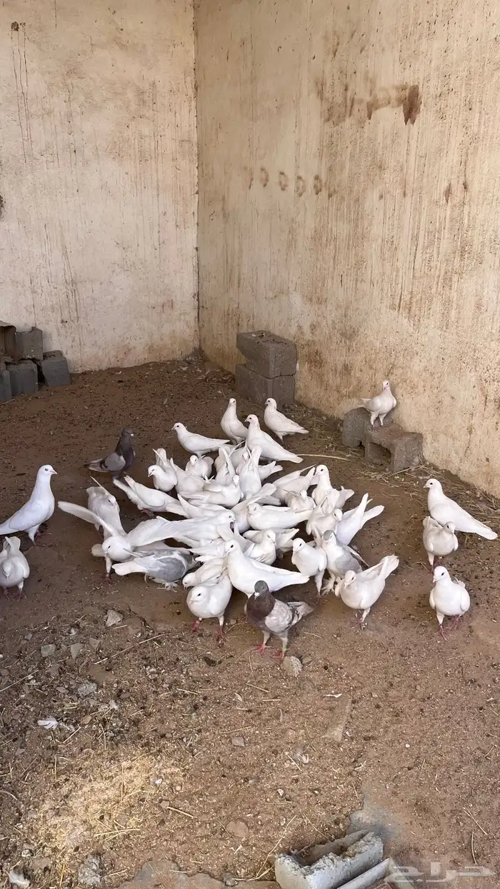 15 زوج فرنسي 11