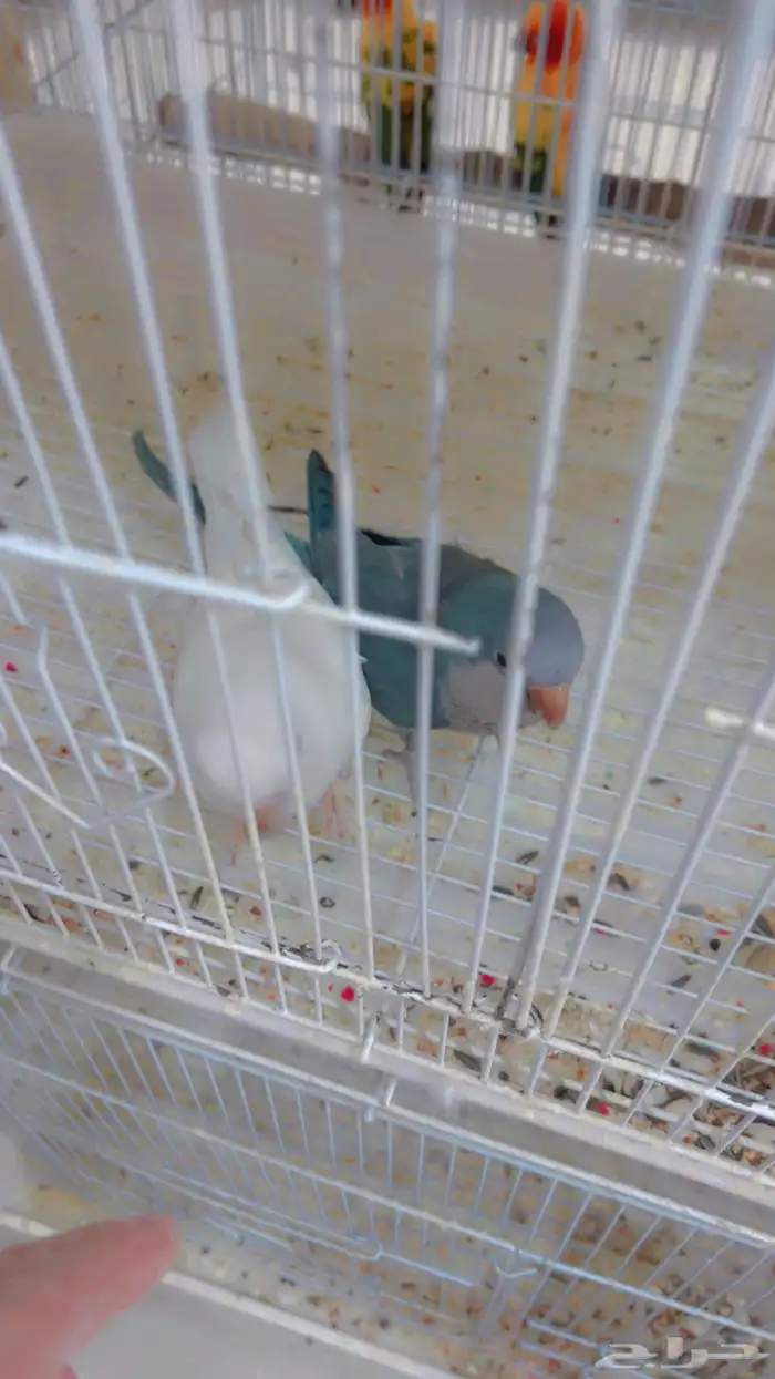 زوج كويكر مع فروخه 3